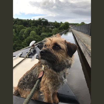 🐾scrufty , border terrier , A little bit crazy , loves the family ... also loves 🐿