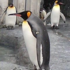 pisanggoreng085's profile picture. 美味しいものがありそうなところに出かけるのが好き🥰美術展巡り&旅先の美術館🖼最近焼き菓子多め🍪時々チョコ🍫手話勉強中🤟インドネシア語もご縁あり🇮🇩みんなのタマダ🇬🇪