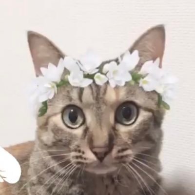 オープニング大セール】 【手足首可動】すみれの春風ねこさん おもちゃ