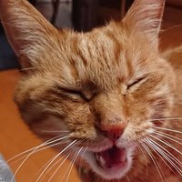 イーツマキアロビッチ (@yebyebyebyebyeb) 's Twitter Profile