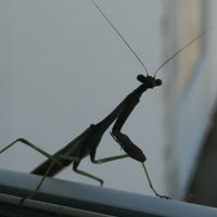 Mantis Gawd (@mantisgawd) 's Twitter Profile