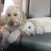 Amy Reagan Peterson (@amyreaganpeter1) Twitter profile photo Amy Reagan Peterson (@amyreaganpeter1) Twitter profile photo