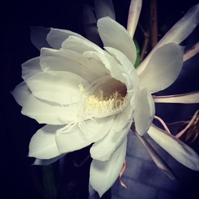 muryouarika's profile picture. 座右の銘は『一日一歩』な25歳。
現在ブログ半年で、月8000PV、収益は４桁程度を継続中。
役者→フリーター→調理師で、次はブログで稼ぐのが目標。鬱でもなんとか出来るんだぞって、記事を書いたり呟いたりします。　フォローはお気軽に！ 
ブログは⇩からどうぞ