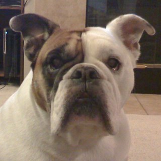 Mybudjars's profile picture. Honest weed reviews from Mybudjars to yours