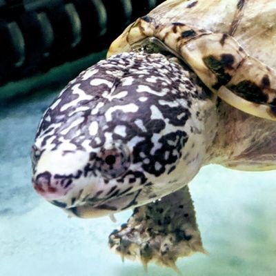愛知県出身。造形作家として活動中。
日本に伝承されたカタチを陶芸で表現しています。
趣味は生き物観察。
熱帯魚、爬虫類、植物など飼育しています。特に亀が好きです。
どうぞ宜しくお願い致します。