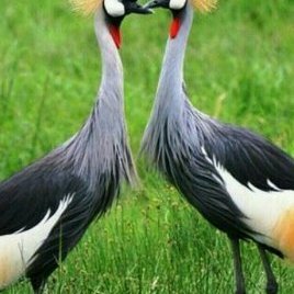 RWANDA WILDLIFE CONSERVATION ASSOCIATION MENTORS (@RwandaMentors) | Twitter