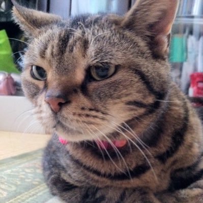 hiromu19861121's profile picture. ねこ好き