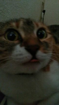 福祉の目線から猫のことやら、地域のことやら、国のことやらウニウニ考えてます♪♪