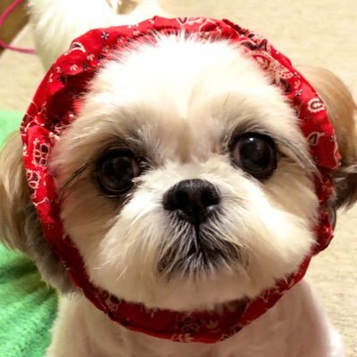 Uzivatel みや Na Twitteru ぶさいく かわいい シーズー ぶさかわ Uzivatel みや Na Twitteru ぶさいく かわいい シーズー ぶさかわ