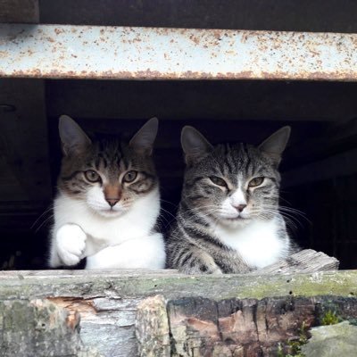 @Klimt_Katzen
