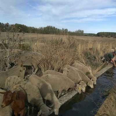 neolorca's profile picture. 