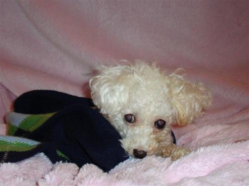 funnydogmom's profile picture. New career goal is to make tiny outfits for celebrity asparagus.