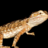 rhoda68's profile image