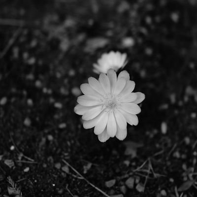 humaira_muskaan's profile picture. I like to do things that gives me results. I like learning languages, my current repertoire is Arabic & Korean. Currently on the path to become web developer.