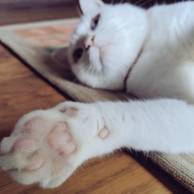 jm7806's profile picture. tacica AKG 猫が大好き
最近子供が産まれました