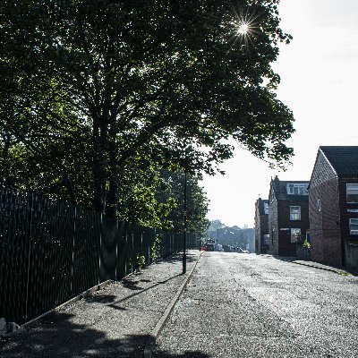 Armley Trees