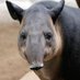 El Tapir de la Creació (@tapircreacio) Twitter profile photo