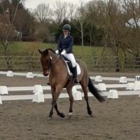 lisa stride-turner (@mrsdressage) 's Twitter Profile Photo lisa stride-turner (@mrsdressage) 's Twitter Profile Photo