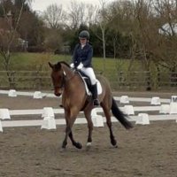 lisa stride-turner(@mrsdressage) 's Twitter Profile Photo