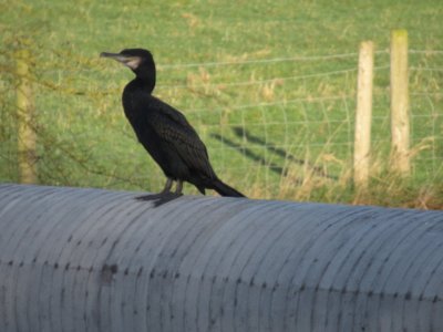 Conservation, Environment, Wildlife and plants of South Cheshire