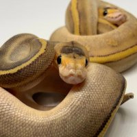 Gun'ko-marsal (@annitha8823) Twitter profile photo