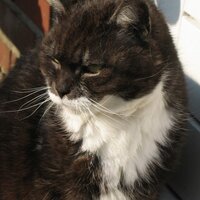 Hermie Hermens (@hermieher) 's Twitter Profile