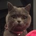 🐾 Clawdia ❤️ (@clawdiathecat) Twitter profile photo 🐾 Clawdia ❤️ (@clawdiathecat) Twitter profile photo