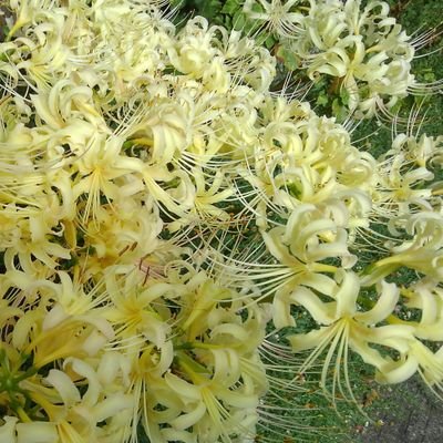 Keeptheshine418's profile picture. #ピーターパン症候群 #写真 #アウトドア #OUTDOOR #camp #CAMP　#ロードバイク　#料理　#cooking　#人生楽しんだもん勝ち　#CAMP好きな人と繋がりたい　　
#ロードバイク好きな人と繋がりたい
#お酒好きな人と繋がりたい
#BBAですがなにか　#一期一会
#生涯パリピ