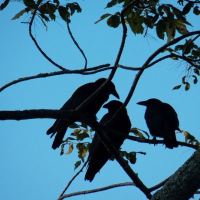 mother of crows lover of all animals hater of oppression star and planet gazer asoiaf uf gator mom