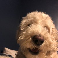 Gershondiaz (@gershondiaz1) 's Twitter Profile