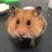 アサミヤコのアイコン