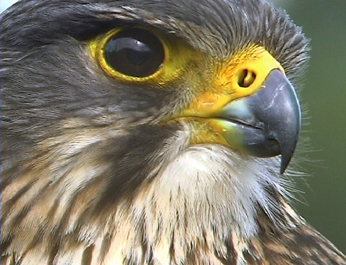 nzfalcon