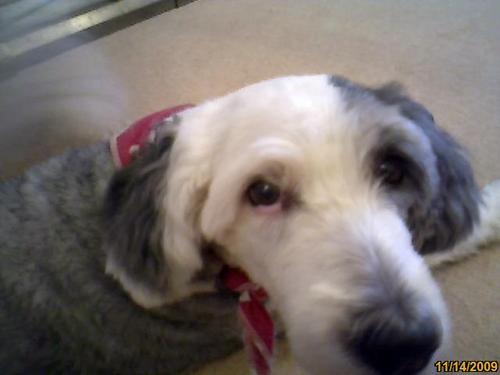 MontyCaffrey's profile picture. I am random, kind, tidy, live to learn & enjoy a chuckle. Very busy with humans & doggos ❣️🐾