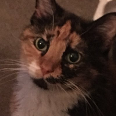 PatDevi50770197's profile picture. Music Car Culture Technology