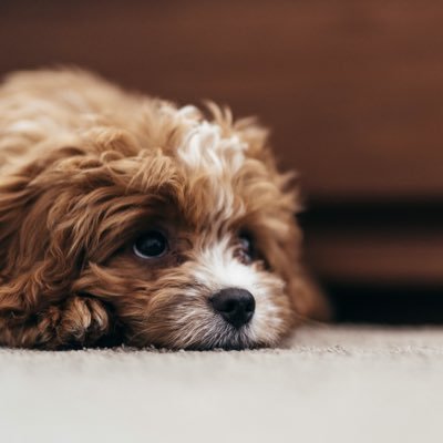 ブラブロ これから梅雨の季節は犬も浮腫みがちに 消化器に負担がかかり嘔吐や下痢などの症状も見られやすくなるとか ハトムギ茶やトウモロコシのヒゲ茶などで余計な水分を出したり 大根おろしやかぶおろしで 消化器の働きを助けてあげると良いそうですよ