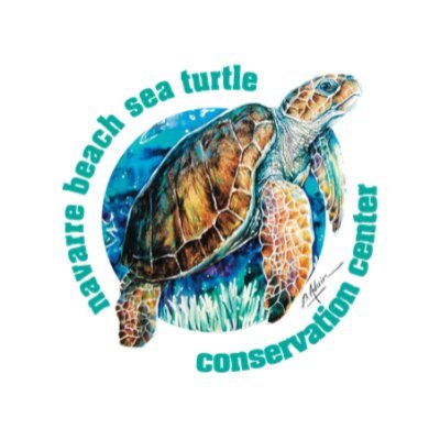 NBSTCC is a 501(c)3 nonprofit working to conserve and protect threatened and endangered sea turtles through community education and partnered research.
