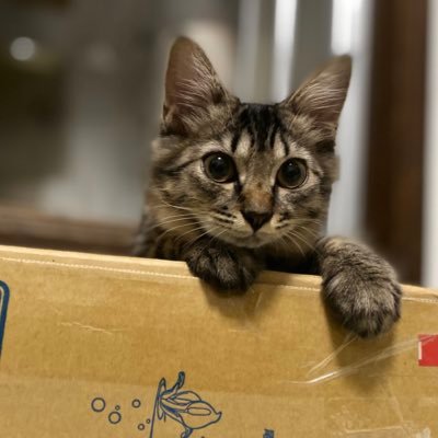 B77EocsBbS7guWR's profile picture. 成人済。雑種女の子。現在7ヶ月！短尾。私の家族、サクラの成長を記録していくためのアカウントです(❁´ω`❁)ただただ写真をあげて私がデレてるだけの、猫用アカウント(❁´ω`❁)