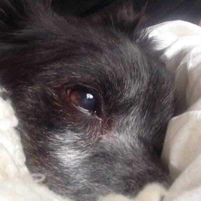 grassyplainz's profile picture. some shitty big creature