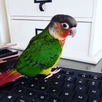 BringAlfredHome (@bringalfred) 's Twitter Profile