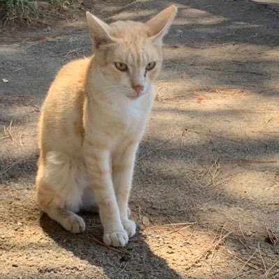 Cerco di sfamare curare e cercare adozioni per i gatti randagi del Lido di Tarquinia in provincia di Viterbo ❤️ I LOVE CATS AND ALL ANIMALS ❤️