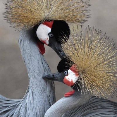 snazimi's profile picture. 