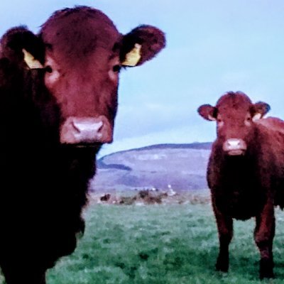 Suckler Beef Farm | Commercial Limousin & Salers | Pedigree Salers | Signpost Farm Future Beef | IFAC | IFJ online | GFotY19 | Sligo | est 2011 | https://t.co/fY55DQ2Ot8