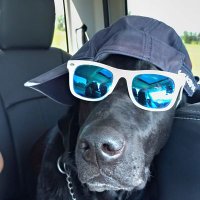 DeadMoreOz (@deadmoreoz) 's Twitter Profile