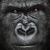 Gorilla Vans (@GorillaVans) Twitter profile photo