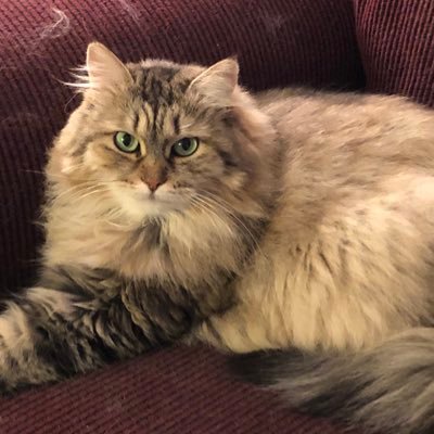 I’m a cat! I live in Buffalo with my cat parents @eringoblog and Rand of @actuallyookla. (Together, they are @viabellaband). Behold my floof.