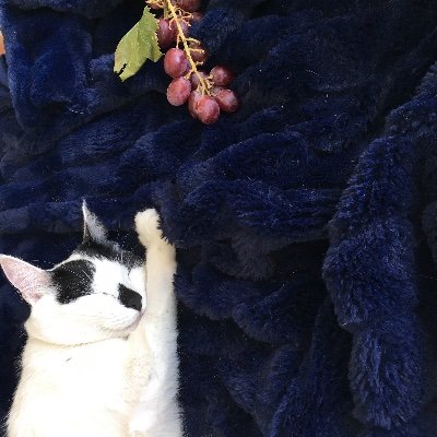 blacktierodeo's profile picture. Landscape Architecture Student @harvardgsd