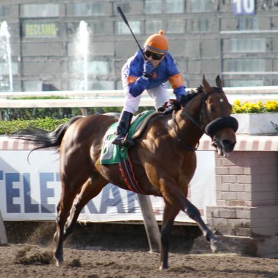 locoprat's profile picture. vendo palomas