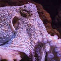 Octopus2 (@theoctopodes2) 's Twitter Profile