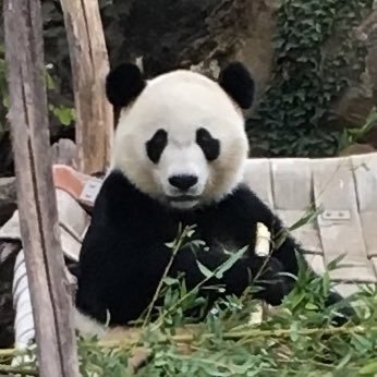 CharmCityPanda's profile picture. Neuropsychologist. Animal lover. Support zoos. Conserve, protect, respect. ❤️🐼 🐅🐘 🐄🦓🐆🦍
