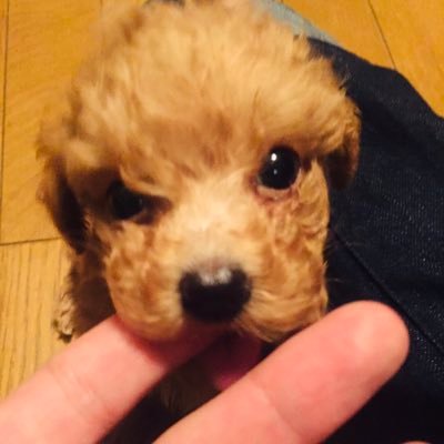 nyancyuuu69's profile picture. 人間やめてはや数年。建築ベンチャーの肝臓要員。毎日夕ご飯と仕事終わりのビール、ほんの少しのその他のことだけ考えて生きてます、ポジションは明治通り。